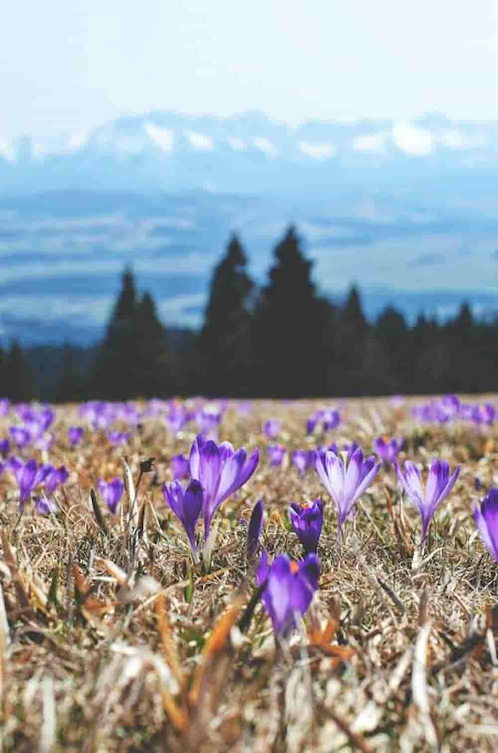 زعفران کوهی برداشت‌شده از مناطق بکر و طبیعی